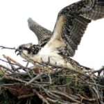 2013Osprey-08d29a766f