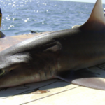 dogfish-48b9b32ee9