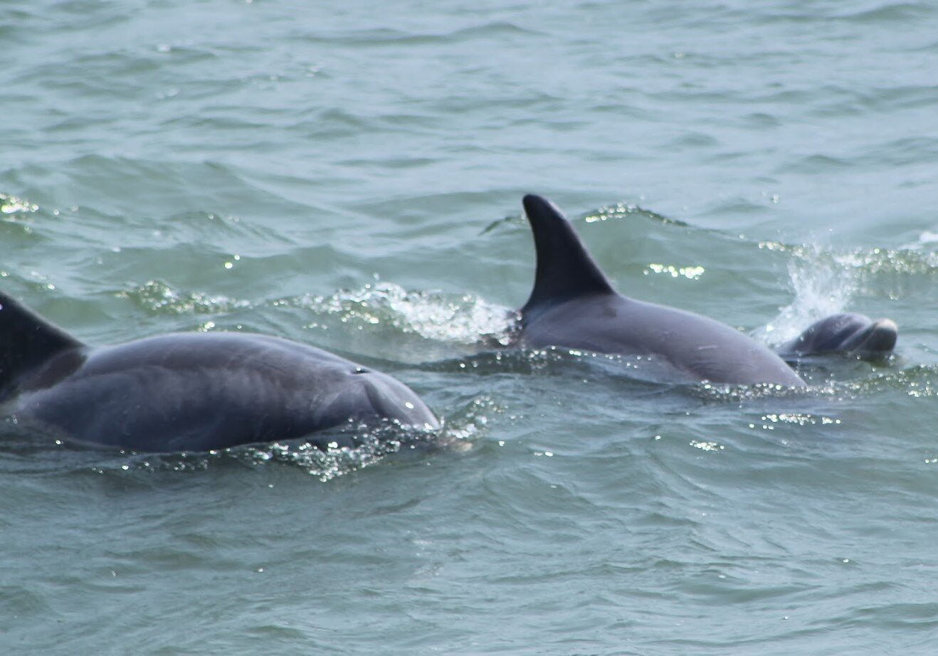 Dolphin-Watching-Cape-May-Sea-n-Shore-Camp-233